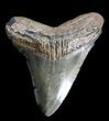 Juvenile Megalodon Tooth - South Carolina #37645-1